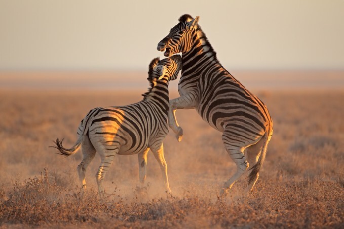 Two Plains (Burchells) Zebra stallions (Equus burchelli) fighting, Etosha National Park, Namibia
